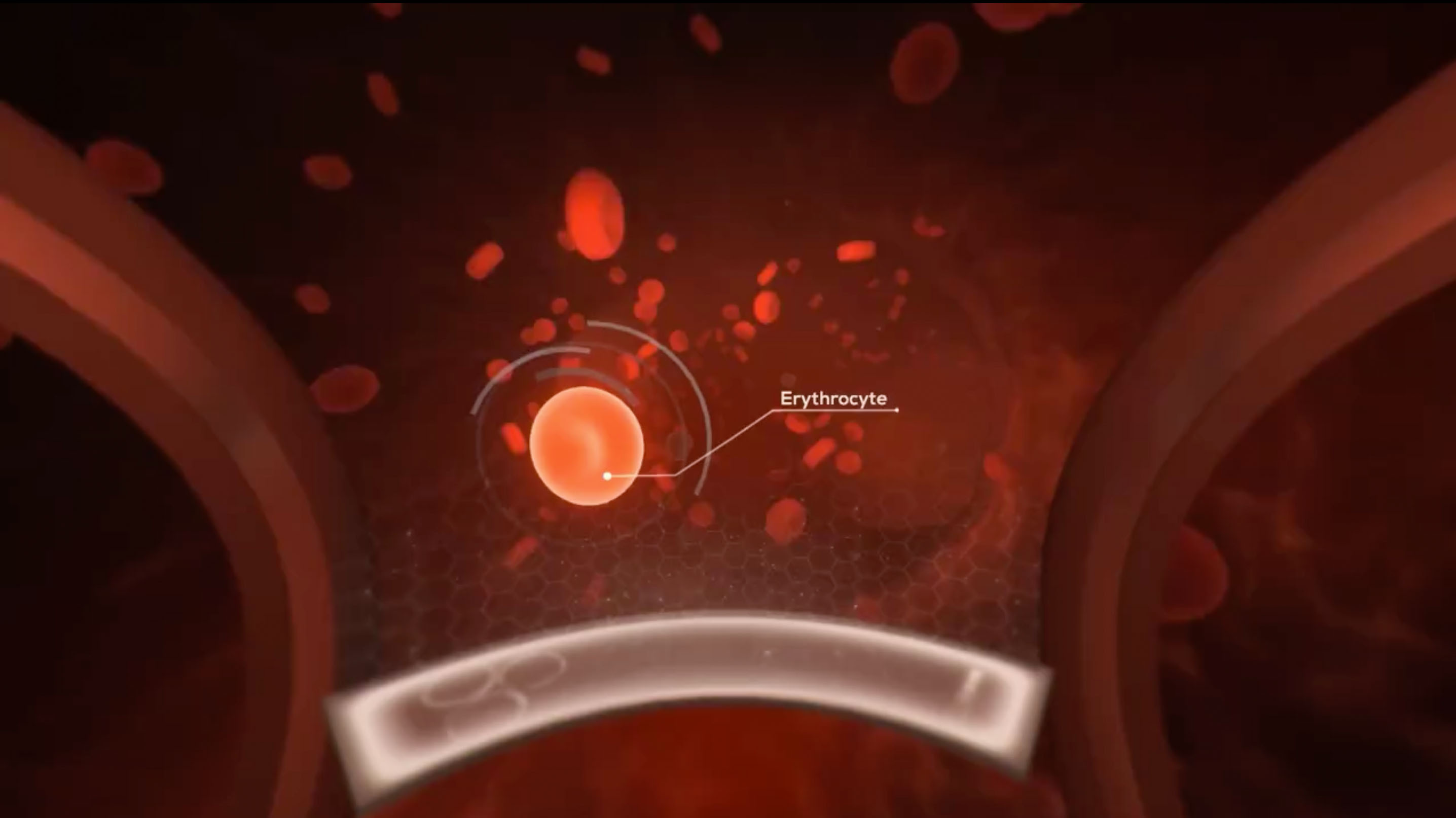 The Virtual Reality Education Erythrocyte