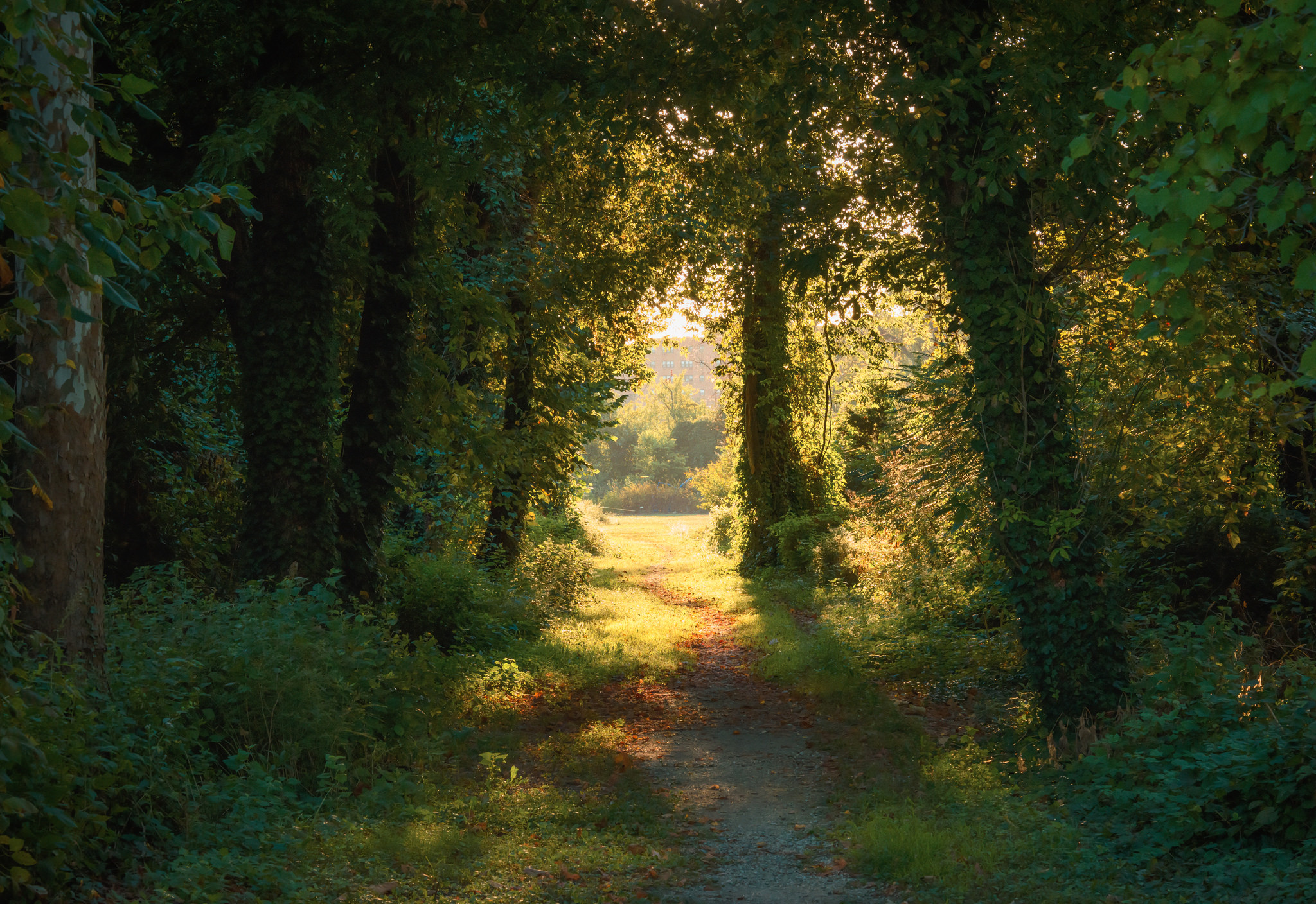 Trees Inspiration