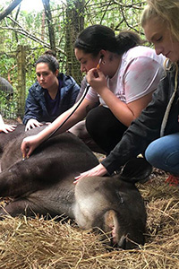 Veterinary Medicine Program
