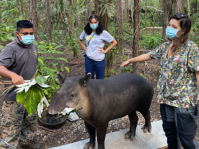 Students examine a tapir in Belize