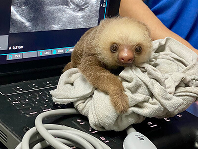 Baby sloth at Rescue Center Costa Rica