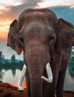 Elephant Medicine and Management