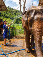 Elephant Positive Reinforcement Training